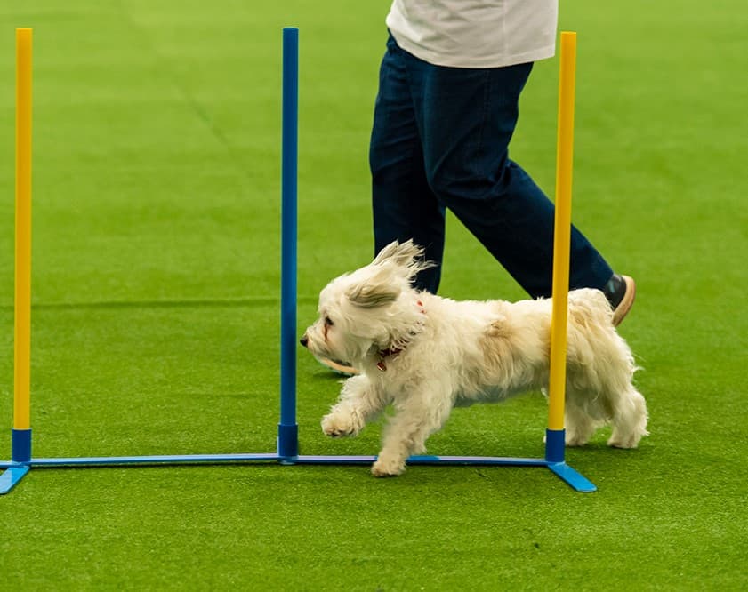Agility and Jumping Trial