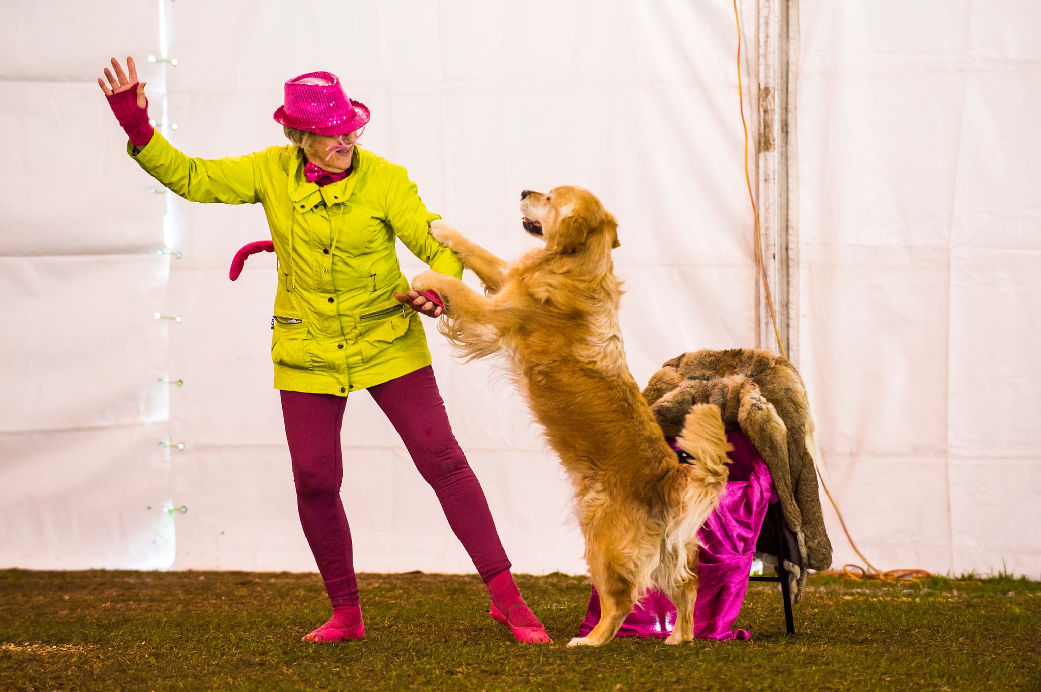 Dances with Dogs Competition